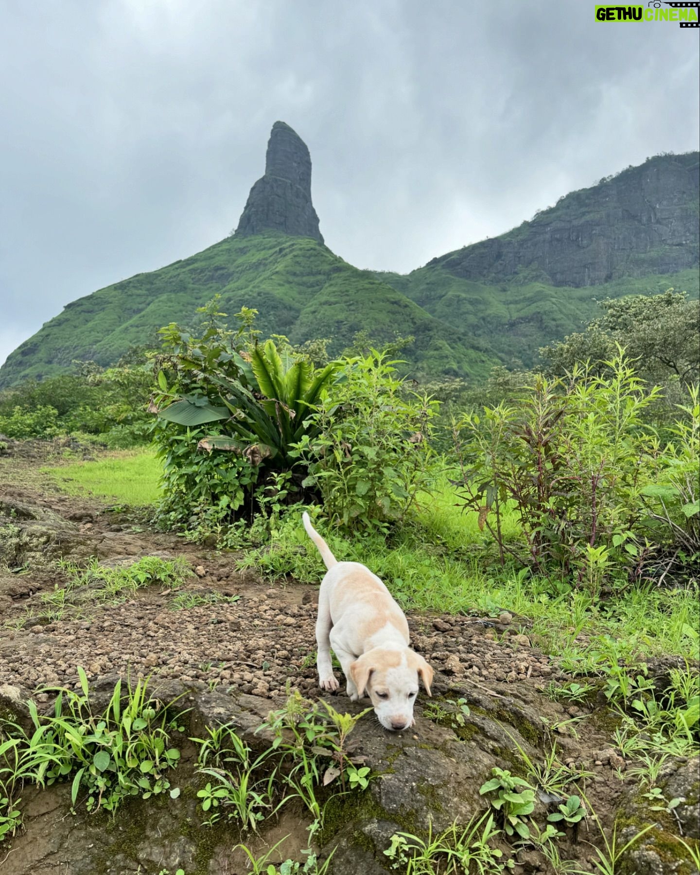 Nimrat Kaur - 46.4K Likes - Monsoons main ghats pe trek nahin kiya toh kya kiyaaa??!!! 🦋⛰️🍄🌳🪻🌦️🐶🦀
I’m no expert, I trek because it’s a long time love-affair but reading about some recent trekking tragedies made me want to share some mini pointers.
🦭 Please ensure you ALWAYS sit down for pictures if you’re in flowing water or high up somewhere too close to a cliff.
🐾 Super basic but MOST important to take your next step once the previous one is steady.
🪨 Selfies and videos ONLY when you’re standing/walking on dry rocks/even forest floor. Even with the best of trekking shoes and gear, there’s lots of loose mud and super slippery rocks so PLEASE don’t be in a rush.
🍄 Try to wear BRIGHT colours, or carry some colourful element, makes it easier for rescuers if you don’t camouflage with the forest incase God forbid there’s a fall and you’re injured. Going deep into nature comes with equal amounts of thrill and responsibility…🫶🏼
Baaki ab ghats par garmi bauhaut badh rahee hai, kaafee photos main smiling outside dying inside waala scene tha…😵💫🥵
So jaldi plan banaao, Sahyadri ki khulee hawaa khao!!
#monsoontrek #wildheart #nocitygirl #naturelover #BharatKiNimrat