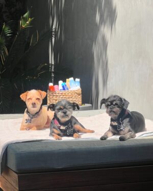Praiya Suandokmai Instagram - Summer camera roll 🐾 กล่อง iPhone เริ่ด🧸