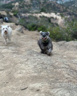 Priscilla Vargas Instagram - Mi primera cumbre!!!!!🙌🏻 ⛰️ 
Hasta que lo logré. Porque más vale tarde que nunca. 
Gracias @rodperezvergara y Simona🐶 por la paciencia y entusiasmo. 
La más feliz es la Chelita 🐾