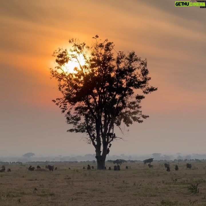 Race Wong - 5K Likes - GRUMETI GOLDEN HOUR 🌅🧡✨
As the sun dips below the horizon in the Grumeti region of the Serengeti, it bathes the sky in vibrant reds and oranges, creating a breathtaking scene over the vast savannah. The warm glow spreads over acacia trees and grasslands, crafting a serene moment in the African wilderness. Nature’s symphony, wildlife silhouettes, and the changing sky colors blend to form a truly mesmerizing Grumeti sunset experience. This isn’t just about visual beauty; it’s about finding tranquility and a profound connection to nature, offering a time for reflection and the creation of enduring memories in one of Africa’s most iconic landscapes 🌅🌞🧡
Wildlife tour guides & Photo credits
@capewildlifesafari @ianjohnsonwild
#africa #tanzania #grumeti #sunset #serengeti #summer #summerholidays #rosannewong #drderekbaram