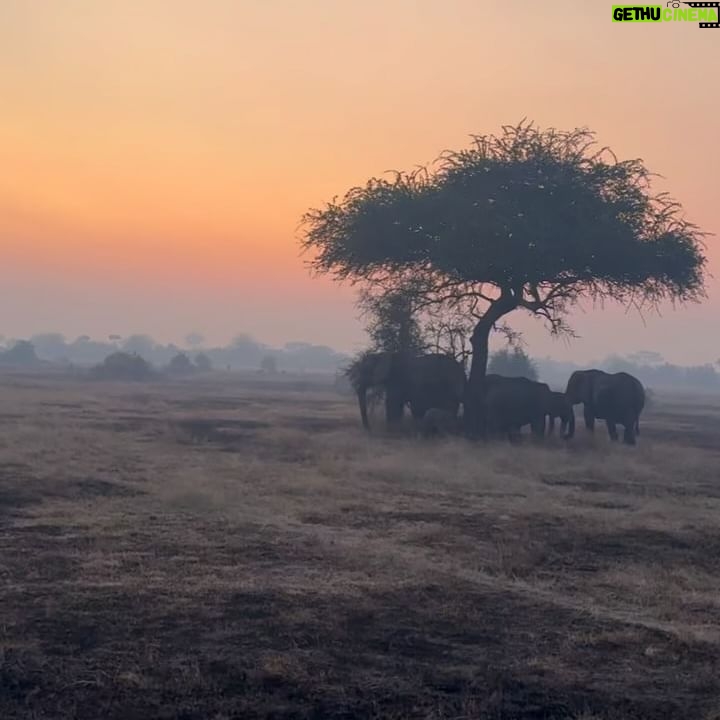 Race Wong - 5K Likes - GRUMETI GOLDEN HOUR 🌅🧡✨
As the sun dips below the horizon in the Grumeti region of the Serengeti, it bathes the sky in vibrant reds and oranges, creating a breathtaking scene over the vast savannah. The warm glow spreads over acacia trees and grasslands, crafting a serene moment in the African wilderness. Nature’s symphony, wildlife silhouettes, and the changing sky colors blend to form a truly mesmerizing Grumeti sunset experience. This isn’t just about visual beauty; it’s about finding tranquility and a profound connection to nature, offering a time for reflection and the creation of enduring memories in one of Africa’s most iconic landscapes 🌅🌞🧡
Wildlife tour guides & Photo credits
@capewildlifesafari @ianjohnsonwild
#africa #tanzania #grumeti #sunset #serengeti #summer #summerholidays #rosannewong #drderekbaram