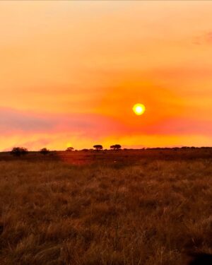 Race Wong Instagram - GRUMETI GOLDEN HOUR 🌅🧡✨

As the sun dips below the horizon in the Grumeti region of the Serengeti, it bathes the sky in vibrant reds and oranges, creating a breathtaking scene over the vast savannah. The warm glow spreads over acacia trees and grasslands, crafting a serene moment in the African wilderness. Nature’s symphony, wildlife silhouettes, and the changing sky colors blend to form a truly mesmerizing Grumeti sunset experience. This isn’t just about visual beauty; it’s about finding tranquility and a profound connection to nature, offering a time for reflection and the creation of enduring memories in one of Africa’s most iconic landscapes 🌅🌞🧡

Wildlife tour guides & Photo credits 
@capewildlifesafari @ianjohnsonwild 

#africa #tanzania #grumeti #sunset #serengeti #summer #summerholidays #rosannewong #drderekbaram