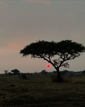 Race Wong Instagram - GRUMETI GOLDEN HOUR 🌅🧡✨

As the sun dips below the horizon in the Grumeti region of the Serengeti, it bathes the sky in vibrant reds and oranges, creating a breathtaking scene over the vast savannah. The warm glow spreads over acacia trees and grasslands, crafting a serene moment in the African wilderness. Nature’s symphony, wildlife silhouettes, and the changing sky colors blend to form a truly mesmerizing Grumeti sunset experience. This isn’t just about visual beauty; it’s about finding tranquility and a profound connection to nature, offering a time for reflection and the creation of enduring memories in one of Africa’s most iconic landscapes 🌅🌞🧡

Wildlife tour guides & Photo credits 
@capewildlifesafari @ianjohnsonwild 

#africa #tanzania #grumeti #sunset #serengeti #summer #summerholidays #rosannewong #drderekbaram