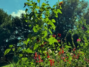 Rebecca Hall Instagram - September 1 in the garden