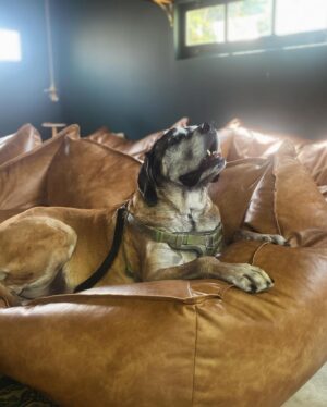 Renée Felice Smith Instagram - M A B E L I N A 🎀🎀🎀 

I found Mabel as a stray on the streets of downtown LA ten years ago. She was about 1 or 2 then. Check her out. Girl knows how to liiiiiive 💫

#adoptdontshop #mabeltherescueenglishmastiff