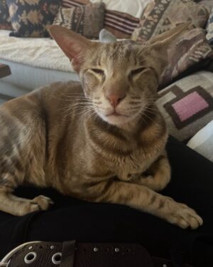 Rosanna Arquette Instagram - International cat Day. Blixa