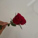 Rym Renom