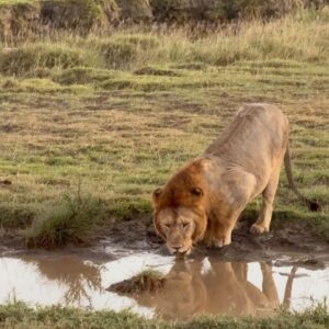 Samyukta Hornad Instagram - Happy #worldphotographyday 🦁