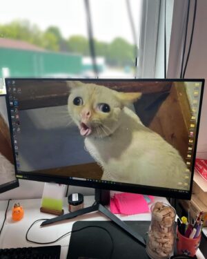 Shiloh Nelson Instagram - I will get back at @britneyleighnelson for changing my computer wallpaper…(last swipe) Also, look at that high kick I can do. **kachow**