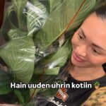Shirly Karvinen