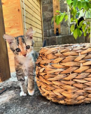 Smaragda Karydi Instagram - Λίγο καλοκαίρι ακόμα 🌴
Ποτέ δεν είναι αρκετό