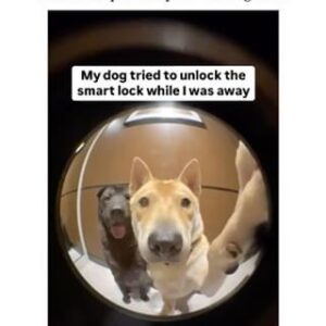 Tamala Jones Instagram - 🗣️Bad doggy!! 🐾😆.. It’s the time lapse and the entire scene 🎬 .. has me weak af !!😩😆🤣🤣🤣🤣🤣🐶🐾