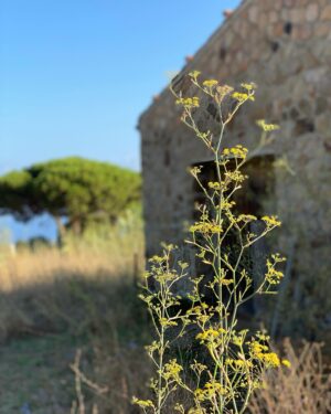 Tembi Locke Instagram - Three years ago this week, we shot these final magical and stunning scenes on location Sicily. ~ Moments I lived, then dreamed, then witnessed recreated in art through the wonder of a colossal communal endeavor. ✨The first slide is of a private moment when possibility was whispered into light, a moment when love was promised into the earth. (Oh, let me always know that the fragile and brave heart is capable of so much.) ❤️ Rewatching it takes my breath away. ❤️Today, I offer gratitude to @zoesaldana and @nzingbling for their INCREDIBLE work and to our whole cast and crew who literally made the impossible possible. (Sicily, thank you too!) ✨ And I give a special send up to anyone who is looking for their own sliver of hope and possibility in the midst of the isolation and darkness of loss or caregiving. It’s there, I promise you, it’s there. ✨✨✨