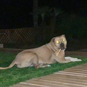 Theresa Marie Mingus Instagram - animals are better than humans. my sweet Nala. crushed 💔  What is there to say to make it any better? Nothing, really. But I will say this: Upon reflection, I think the worst part about it all is that when you love a dog, you love it with the very best version of yourself: the kindest, most patient, most compassionate, most present and joyful, trusting version of who you are and who you ever could be. In theory, the person you are with your dog is the person you wish you could be with everyone, all the time, except the rest of the world is too careless to be trusted with something so precious. And then when you lose the dog, it feels like you’ve also lost that part of yourself that you were able to be, too. But here’s the thing: yes, you had to say goodbye. But it doesn’t mean that you have to say goodbye to who she taught you to be and how she taught you to love. She gave you those qualities in earnest, with her whole life, and you can take those with you as you move forward.

these are the moments where time moves the slowest, when you wish that this too would just hurry up and pass. Try and channel your grief into gratitude bc the amount of grief felt is equal to the amount of love given. And that’s beautiful.