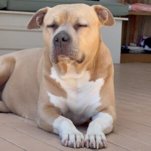Theresa Marie Mingus Instagram - animals are better than humans. my sweet Nala. crushed 💔  What is there to say to make it any better? Nothing, really. But I will say this: Upon reflection, I think the worst part about it all is that when you love a dog, you love it with the very best version of yourself: the kindest, most patient, most compassionate, most present and joyful, trusting version of who you are and who you ever could be. In theory, the person you are with your dog is the person you wish you could be with everyone, all the time, except the rest of the world is too careless to be trusted with something so precious. And then when you lose the dog, it feels like you’ve also lost that part of yourself that you were able to be, too. But here’s the thing: yes, you had to say goodbye. But it doesn’t mean that you have to say goodbye to who she taught you to be and how she taught you to love. She gave you those qualities in earnest, with her whole life, and you can take those with you as you move forward.

these are the moments where time moves the slowest, when you wish that this too would just hurry up and pass. Try and channel your grief into gratitude bc the amount of grief felt is equal to the amount of love given. And that’s beautiful.
