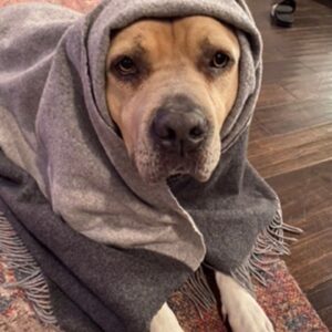 Theresa Marie Mingus Instagram - animals are better than humans. my sweet Nala. crushed 💔  What is there to say to make it any better? Nothing, really. But I will say this: Upon reflection, I think the worst part about it all is that when you love a dog, you love it with the very best version of yourself: the kindest, most patient, most compassionate, most present and joyful, trusting version of who you are and who you ever could be. In theory, the person you are with your dog is the person you wish you could be with everyone, all the time, except the rest of the world is too careless to be trusted with something so precious. And then when you lose the dog, it feels like you’ve also lost that part of yourself that you were able to be, too. But here’s the thing: yes, you had to say goodbye. But it doesn’t mean that you have to say goodbye to who she taught you to be and how she taught you to love. She gave you those qualities in earnest, with her whole life, and you can take those with you as you move forward.

these are the moments where time moves the slowest, when you wish that this too would just hurry up and pass. Try and channel your grief into gratitude bc the amount of grief felt is equal to the amount of love given. And that’s beautiful.
