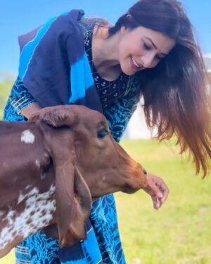 Vivana Singh Instagram - Wish everyone a very blessed KRISHNA JANAM ASTAMI 🦚🦚💙🦚🦚🙏🏻! 
My mother loved cows . She was a daughter of a farmer ❤️. Coz of her earthy connectivity n humble nature the sanskar got initiated in me n my brother 🙏🏻🦚. Shared some pics of my love for cows. There is one very special pic of Ma kamdhenu ( cow’s name ) I was fortunate to meet her at Babaji’s ashram . She was so calm n loving that I could touch her n keep my head over her’s . Now she has gone to heaven n giving company to my ma ❤️🦚❤️🙏🏻. ( I m sure they both are happy and at peace ) . Most painful experience of my life to not have ma besides me but I will always celebrate my mother till I live 🧿🙏🏻🦚🙏🏻