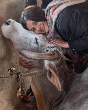 Vivana Singh Instagram - Wish everyone a very blessed KRISHNA JANAM ASTAMI 🦚🦚💙🦚🦚🙏🏻! 
My mother loved cows . She was a daughter of a farmer ❤️. Coz of her earthy connectivity n humble nature the sanskar got initiated in me n my brother 🙏🏻🦚. Shared some pics of my love for cows. There is one very special pic of Ma kamdhenu ( cow’s name ) I was fortunate to meet her at Babaji’s ashram . She was so calm n loving that I could touch her n keep my head over her’s . Now she has gone to heaven n giving company to my ma ❤️🦚❤️🙏🏻. ( I m sure they both are happy and at peace ) . Most painful experience of my life to not have ma besides me but I will always celebrate my mother till I live 🧿🙏🏻🦚🙏🏻
