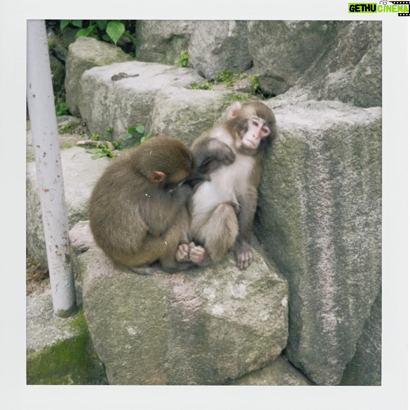 Yuki Sakurai - 16.6K Likes - 皆さまこんにちは
先日はWOWOWドラマ、ゴールデンカムイの完成披露試写会がありました。
もうほんとに、それぞれのキャラクターの再現度、完成度の高さ、作品の素晴らしさに脱帽です。
10月より放送です。皆さま是非ぜひ観てください。
最近ニホンザルの可愛さに魅せられ、寝る前にニホンザルの毛繕いの動画を見ながら寝てます
まじで寝れます
オススメです
桜井