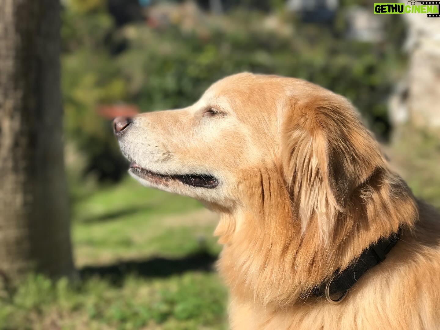 Annabeth Gish - 4.4K Likes - We said goodbye to our beloved Brody last night. He was a loving and loyal member of the family for 14 years. The boys have grown up with his nuzzles and barks and chuffs and paws clicking up and down our wooden floors. We surrounded him with our love and tears as he passed at our home. The house is painfully quiet now without his furry presence. Hearts heavy but joyful for the time we had with him. Eternal in our hearts now. Thank you, B, for your unconditional love. We miss you. 💔 @donutshoppeproductions