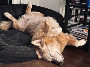 Annabeth Gish Instagram - We said goodbye to our beloved Brody last night. He was a loving and loyal member of the family for 14 years. The boys have grown up with his nuzzles and barks and chuffs and paws clicking up and down our wooden floors. We surrounded him with our love and tears as he passed at our home. The house is painfully quiet now without his furry presence. Hearts heavy but joyful for the time we had with him. Eternal in our hearts now. Thank you, B, for your unconditional love. We miss you. 💔 @donutshoppeproductions