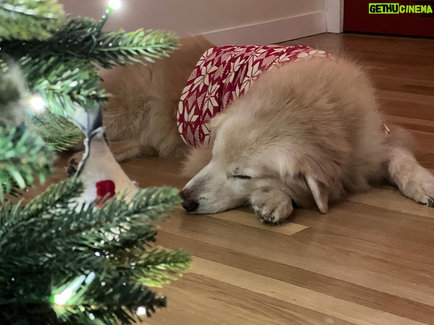 Annabeth Gish - 4.4K Likes - We said goodbye to our beloved Brody last night. He was a loving and loyal member of the family for 14 years. The boys have grown up with his nuzzles and barks and chuffs and paws clicking up and down our wooden floors. We surrounded him with our love and tears as he passed at our home. The house is painfully quiet now without his furry presence. Hearts heavy but joyful for the time we had with him. Eternal in our hearts now. Thank you, B, for your unconditional love. We miss you. 💔 @donutshoppeproductions