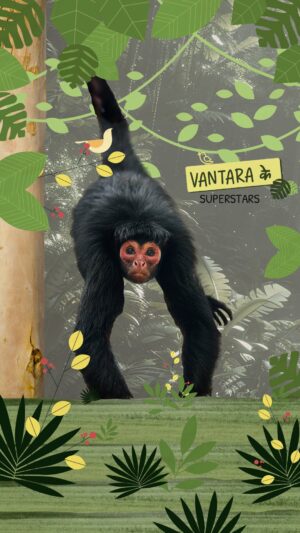 Drashti Dhami Instagram - Makris❌ Monkeys✔️
Say hello to Tatiya and his Red-face Spider Monkey gang!

They lost their homes in South America, but fear not—Tatiya and his friends have found safety and solace at Vantara. 🐒❤️ Here, they’re surrounded by dedicated care, proper nourishment, and an environment that allows them to thrive. Now, Tatiya and his troop live with the dignity and compassion they deserve, rediscovering joy and balance in a place they can finally call home. 🌿✨

Apart from munching on papaya and kharbuj, these curious monkeys are all about the
“majjjaa ni life”! 🍉Tune in to their episode on ‘Vantara ke Superstars’.

#RedfacedSpiderMonkey #VantaraKeSuperstars #Vantara

[vantara ke superstars, monkeys, primates, spider monkey, wildlife, wild animals, vantara]
