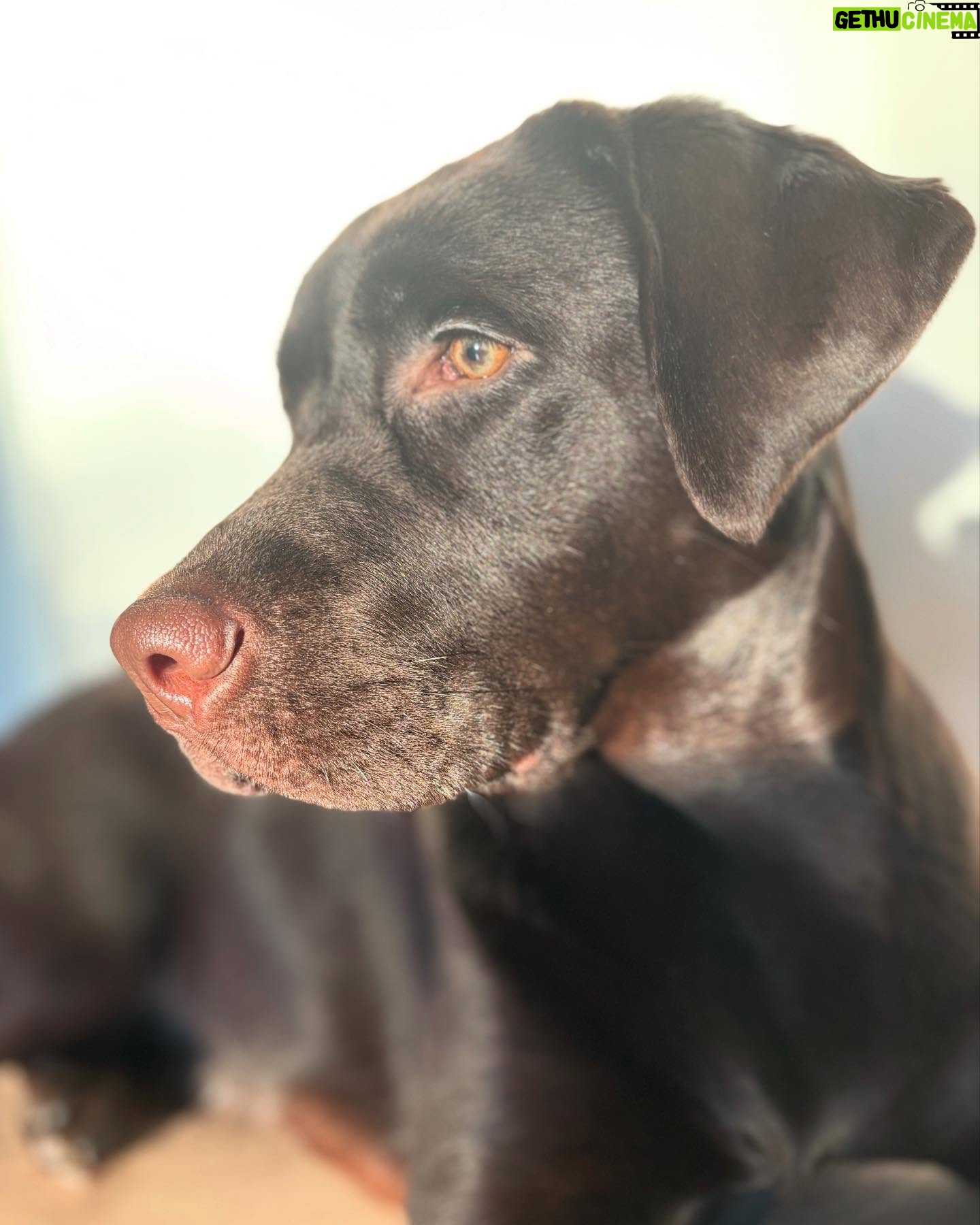 Krista Kosonen - 2.8K Likes - Tyyne 10 months ✨🤎
#10kk
#labradorretriever
#labradorinnoutaja