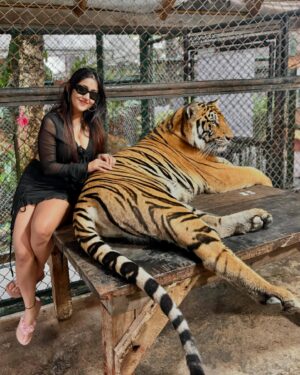Manul Chudasama Instagram - 🐅🐯💘 
.
.
.
.
.
.
.

.
#photo #phuket #tiger #nature #animal #insta #instagood #instalike #instalove #instamood #instadaily #explore #viral #fyp #courage #strong #fun #adventure