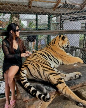 Manul Chudasama Instagram - 🐅🐯💘 
.
.
.
.
.
.
.

.
#photo #phuket #tiger #nature #animal #insta #instagood #instalike #instalove #instamood #instadaily #explore #viral #fyp #courage #strong #fun #adventure