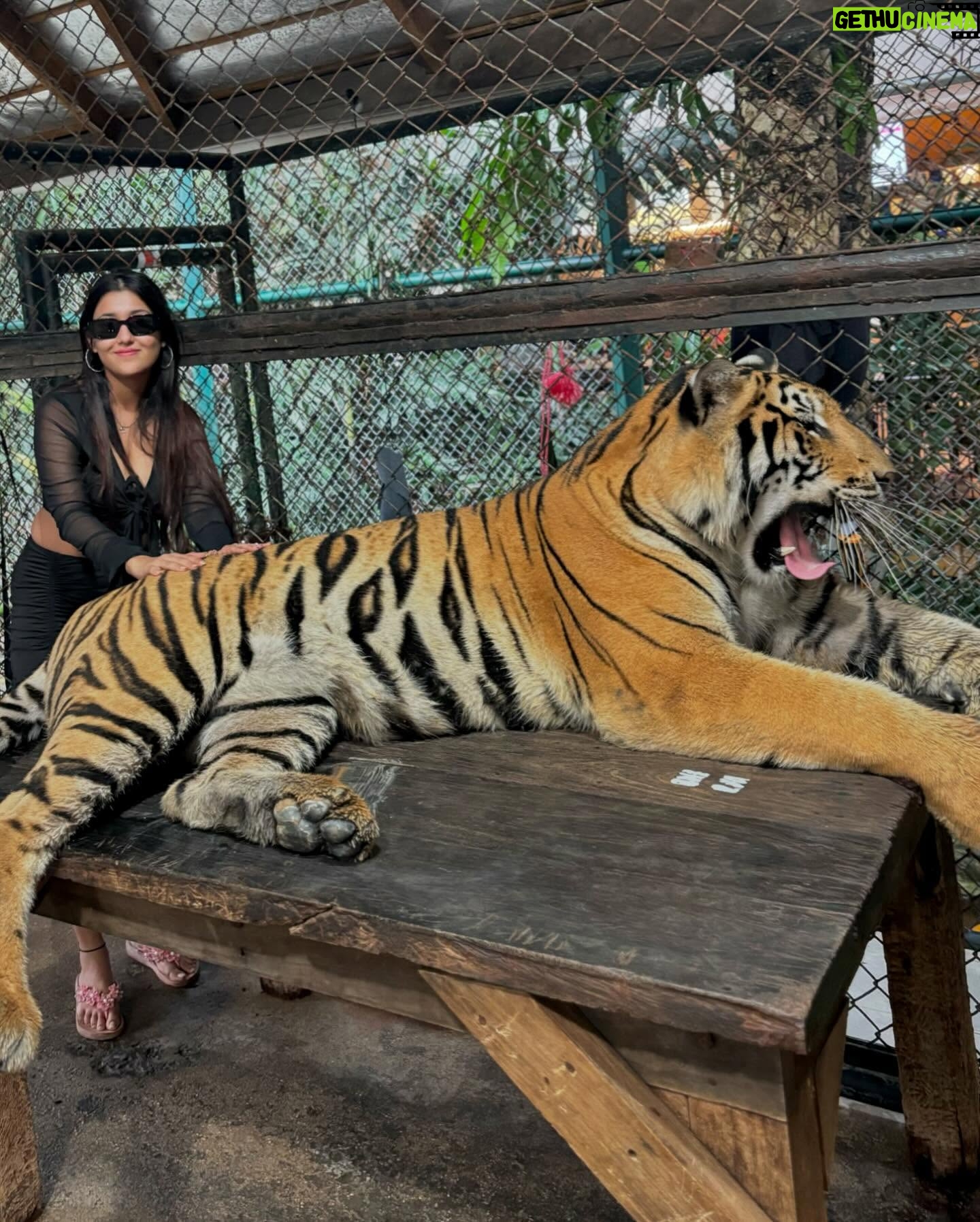 Manul Chudasama - 3.6K Likes - 🐅🐯💘
.
.
.
.
.
.
.
.
#photo #phuket #tiger #nature #animal #insta #instagood #instalike #instalove #instamood #instadaily #explore #viral #fyp #courage #strong #fun #adventure