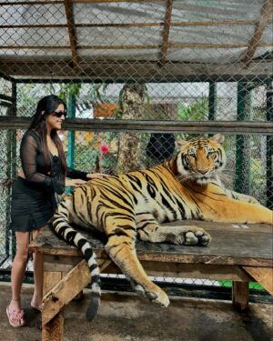 Manul Chudasama Instagram - 🐅🐯💘 
.
.
.
.
.
.
.

.
#photo #phuket #tiger #nature #animal #insta #instagood #instalike #instalove #instamood #instadaily #explore #viral #fyp #courage #strong #fun #adventure
