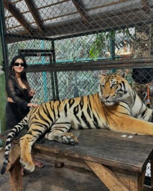 Manul Chudasama Instagram - 🐅🐯💘 
.
.
.
.
.
.
.

.
#photo #phuket #tiger #nature #animal #insta #instagood #instalike #instalove #instamood #instadaily #explore #viral #fyp #courage #strong #fun #adventure