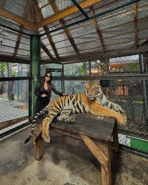 Manul Chudasama Instagram - 🐅🐯💘 
.
.
.
.
.
.
.

.
#photo #phuket #tiger #nature #animal #insta #instagood #instalike #instalove #instamood #instadaily #explore #viral #fyp #courage #strong #fun #adventure