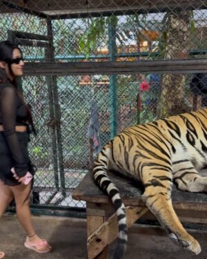 Manul Chudasama Instagram - š
šÆš
.
.
.
.
.
.
.
.
#photo #phuket #tiger #nature #animal #insta #instagood #instalike #instalove #instamood #instadaily #explore #viral #fyp #courage #strong #fun #adventure
