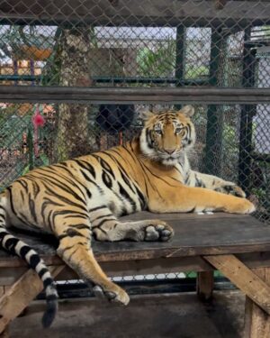 Manul Chudasama Instagram - š
šÆš
.
.
.
.
.
.
.
.
#photo #phuket #tiger #nature #animal #insta #instagood #instalike #instalove #instamood #instadaily #explore #viral #fyp #courage #strong #fun #adventure