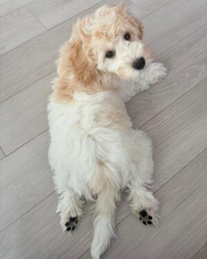 Mew Azama Instagram - はじめまして🐶

新しくうちの家族になった
ラブラドゥードルの3ヶ月♂「バブルス」です！
　

バブのおかげでInstagramの更新があがりそうです笑

ワンちゃんインスタにならないように気をつけます😛

　
みなさんよろしくお願いします🐾
　

#バブルス#ラブラドゥードル#オーストラリアンラブラドゥードル#パピー#ラブラドゥードルの子犬 #bubbles#labradoodle#australianlabradoodle#puppy