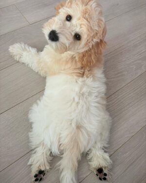 Mew Azama Instagram - はじめまして🐶

新しくうちの家族になった
ラブラドゥードルの3ヶ月♂「バブルス」です！
　

バブのおかげでInstagramの更新があがりそうです笑

ワンちゃんインスタにならないように気をつけます😛

　
みなさんよろしくお願いします🐾
　

#バブルス#ラブラドゥードル#オーストラリアンラブラドゥードル#パピー#ラブラドゥードルの子犬 #bubbles#labradoodle#australianlabradoodle#puppy