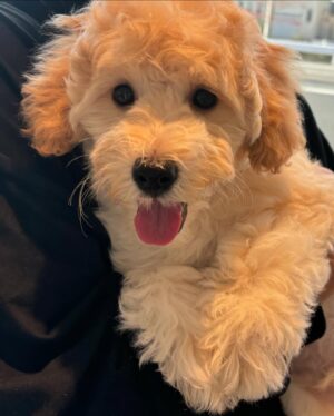 Mew Azama Instagram - はじめまして🐶

新しくうちの家族になった
ラブラドゥードルの3ヶ月♂「バブルス」です！
　

バブのおかげでInstagramの更新があがりそうです笑

ワンちゃんインスタにならないように気をつけます😛

　
みなさんよろしくお願いします🐾
　

#バブルス#ラブラドゥードル#オーストラリアンラブラドゥードル#パピー#ラブラドゥードルの子犬 #bubbles#labradoodle#australianlabradoodle#puppy