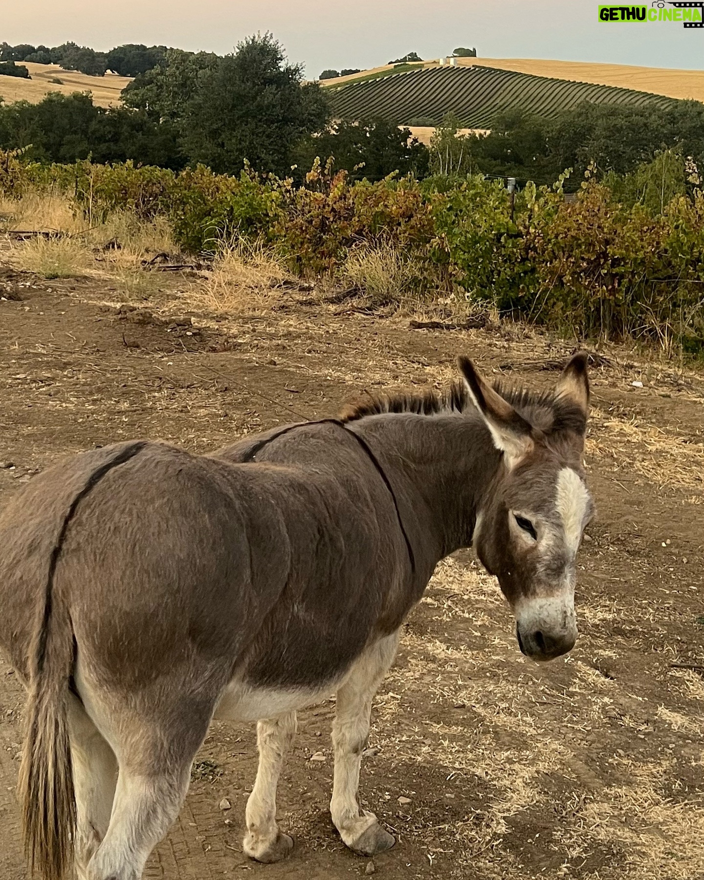 Polina Goudieva - 205 Likes - Not a country girl but waking up and falling asleep stargazing on a 7000 acre rancho has it’s x 🤍 #pasorobles