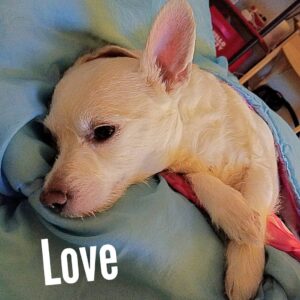Reila Aphrodite Instagram - Today's @reilaaphrodite_official with my girls 😉❤
#actress #actorslife #film #hollywood #japanese #dogs #chihuhuashitzumix #chihuhuashepardmix #dachshundmix #sleep #spring #2018 #positive #newbeginning #challenge #love #faith #courage #strength #noregret #connection #happy #babe #babegirl #bae #reiki #bracelet #healing
