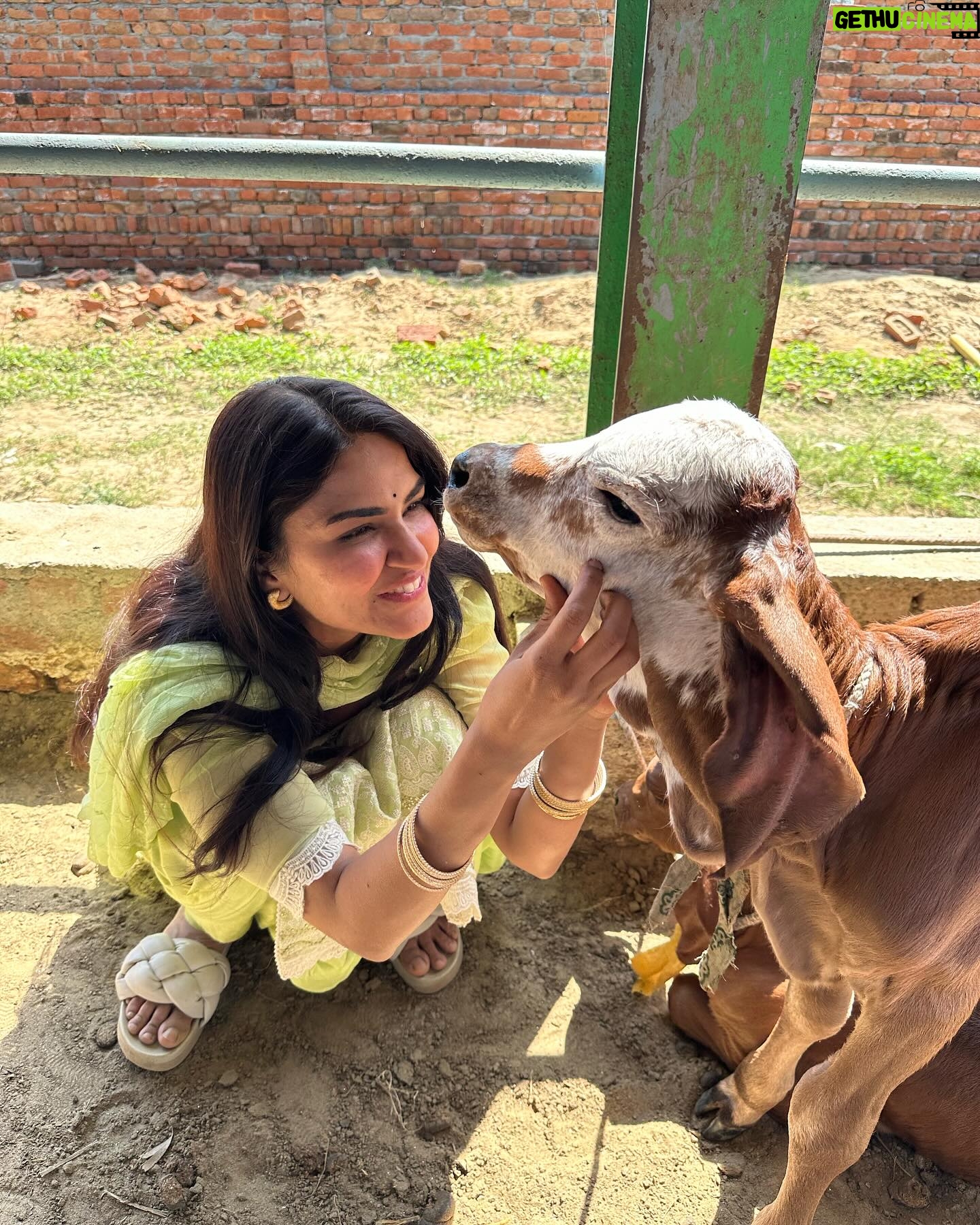 Ritu Rathee - 328.1K Likes - Our first Desi Gir Cow arrives at our farm. These are the purest breed of our indeginous desi cows.
.
They posses imense health benefits to humans as mentioned in our Veda’s and Purana’s .
.
Unfortunately only 5-7% of pure desi breeds have remained as their milk has a low fat quantity and they produce less milk as compared to HF/ Jersey breeds.
.