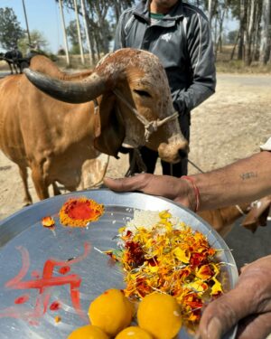 Ritu Rathee Instagram - Our first Desi Gir Cow arrives at our farm. These are the purest breed of our indeginous desi cows. 
.
They posses imense health benefits to humans as mentioned in our Veda’s and Purana’s . 
.
Unfortunately only 5-7% of pure desi breeds have remained as their milk has a low fat quantity and they produce less milk as compared to HF/ Jersey breeds.
.