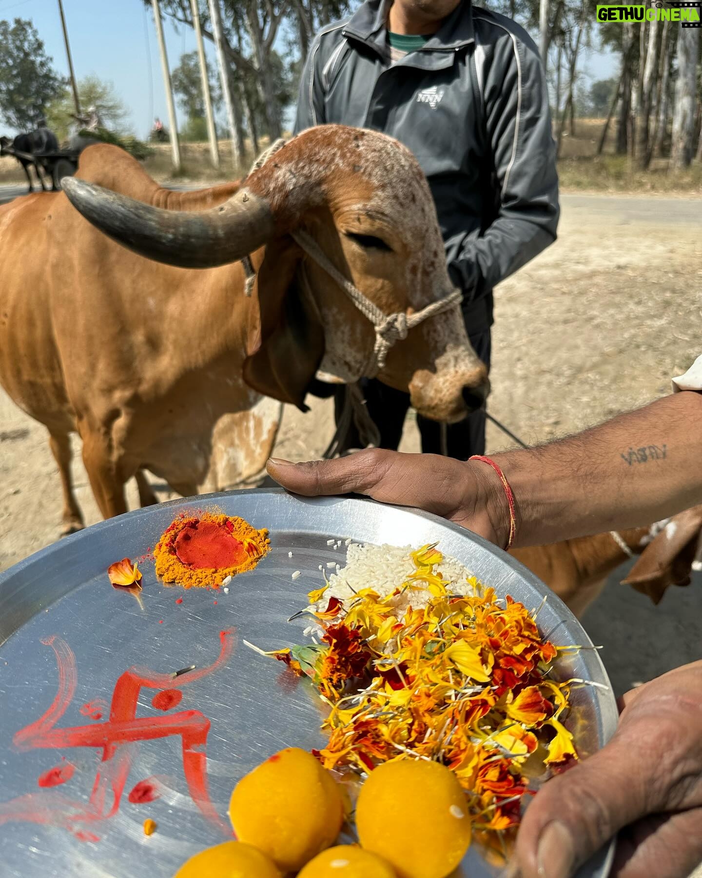 Ritu Rathee - 328.1K Likes - Our first Desi Gir Cow arrives at our farm. These are the purest breed of our indeginous desi cows.
.
They posses imense health benefits to humans as mentioned in our Veda’s and Purana’s .
.
Unfortunately only 5-7% of pure desi breeds have remained as their milk has a low fat quantity and they produce less milk as compared to HF/ Jersey breeds.
.