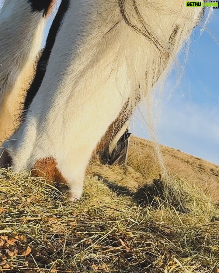 Amanda Owen - 21.1K Likes - Itβs freezing cold on the farm but beautiful and so very peaceful. #ce #freezing #yorkshire #countryside #outdoors #farm #shepherdess #horses