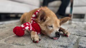 Anjali Bhimani Instagram - Someone understood the assignment. 🐕😴

Happy Holidays, one and all 
May you be cozy, warm, and above all, know you’re loved. 🎄🩷🐕