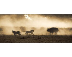 Beverly Joubert Instagram - In a swirling haze of dust and confusion, an ancient rivalry plays out. For the lions, success lies in their ability to work together and strategise, coordinating the chaos to work in their favour. But a buffalo is no easy target; hunts like these are about favouring reward over risk. Sadly, there's an even greater risk that threatens even the hardiest of both predator and prey: dwindling space. As human development surges ever forward, natural habitats are shrinking and many species are being forced into smaller and smaller pockets of fragmented land where survival can be tenuous. Through @GreatPlainsConservation and @GreatPlainsFoundation, we have been working to protect natural habitats, rewildling landscapes and providing a home for imperilled species. It's a small step towards a more sustainable future – something that we will never stop striving for.⁣
⁣
Title: A Study in Confrontation⁣
This image, among others, is available for purchase on my website, link in the bio.⁣⁣⁣⁣⁣
.⁣⁣⁣⁣⁣
⁣⁣⁣⁣
⁣⁣⁣⁣⁣
#lions #buffalo #wildlifephotography #conservation #fineartphotography