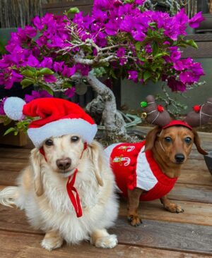 Brittany Furlan Instagram - Tis the season ✨
