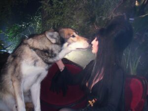 Cassandra Peterson Instagram - Tonight is the first full moon of 2025. It’s called a “wolf moon” as the howls of wolves are more likely to be heard during January’s cold and dark winter nights! 🌕