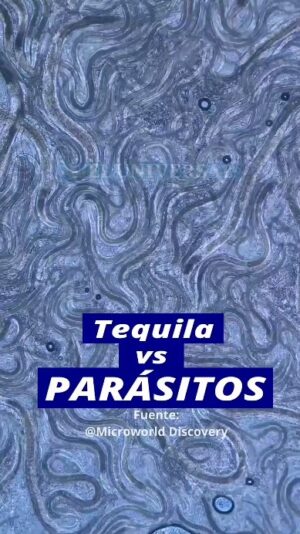 Cynthia Klitbo Instagram - Veeeennn yo nomás me despsraítooooo hip! #tequila #tequileros #tequilita